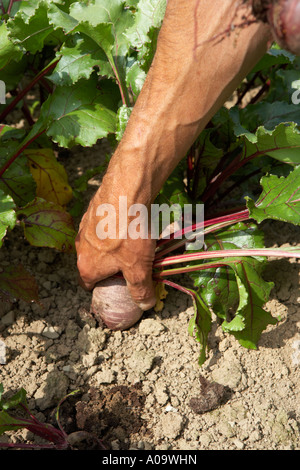 Tirando la barbabietola da terra su un organico di origine vegetale farm Foto Stock