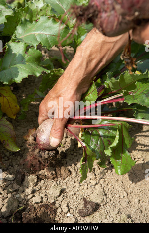 L'uomo tirando la barbabietola da terra su un organico di origine vegetale farm Foto Stock