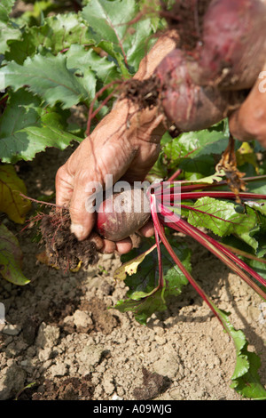 L'uomo tirando la barbabietola da terra su un organico di origine vegetale farm Foto Stock