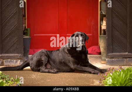 Un vecchio nero LABRADOR SU UNA PORTA Foto Stock