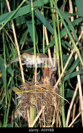 Reed trillo ( Acrocephalus scirpaceus) alimentazione di pulcini presso il suo nido in phtagmites canne. Foto Stock