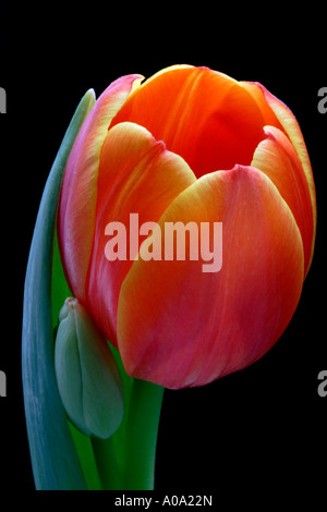 Orange Tulip su sfondo nero Foto Stock