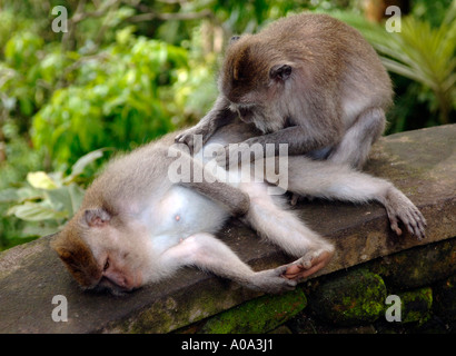 Due scimmie toelettatura ogni altra - macachi Balinese Foto Stock