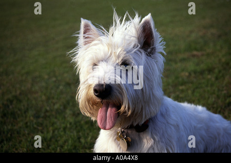 Un West Highland terrier. Foto da Paddy McGuinness paddymcguinness Foto Stock