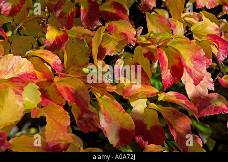 Un Perrotia Persica dalla Turchia in pieno autumn leaf Royal Botanic Garden Edinburgh Inverleith colori autunnali Foto Stock