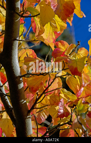 Un Perrotia Persica dalla Turchia in pieno autumn leaf Royal Botanic Garden Edinburgh Inverleith colori autunnali Foto Stock