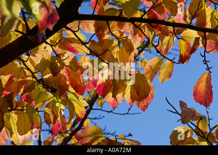 Un Perrotia Persica dalla Turchia in pieno autumn leaf Royal Botanic Garden Edinburgh Inverleith colori autunnali Foto Stock