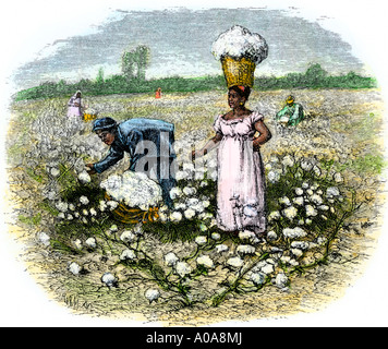 African American schiavi raccolta di cotone su una piantagione nel profondo sud 1800s. Colorate a mano la xilografia Foto Stock