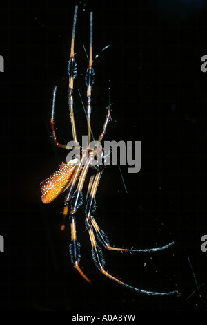 Golden-seta spider (Nephila clavipes) Foto Stock