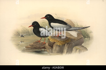 Chlidonias leucopterus alato bianco black tern Foto Stock