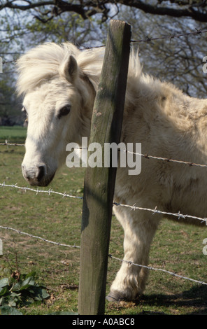 Pony Shetland guardando oltre il recinto nel West London, Regno Unito Foto Stock