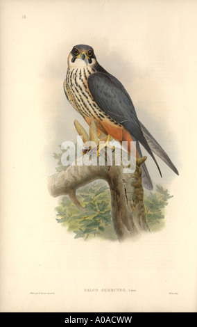 Falco Subbuteo® Eurasian Hobby Foto Stock