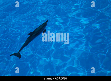 Macchiato atlantico (Delfino Stenella Frontalis), Bahamas Foto Stock