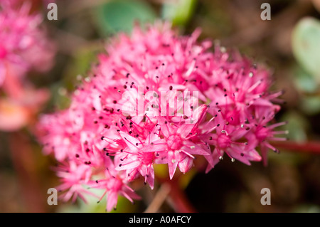 Turkestaninmaksaruoho Piante succulente | Dicotiledoni Sedum ewersii Foto Stock