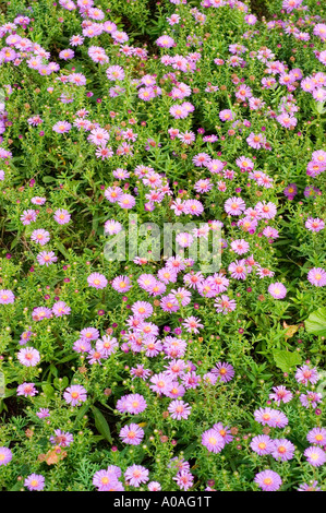 Molti violetto rosa fiori autunnali di folte aster Asteraceae Aster dumosus var amaranto del Pacifico Foto Stock