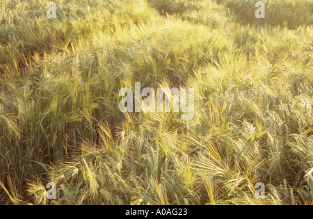 Dettaglio di un angolo del campo contenente mature golden due remi di orzo o di Hordeum distichon in estate luce della sera Foto Stock