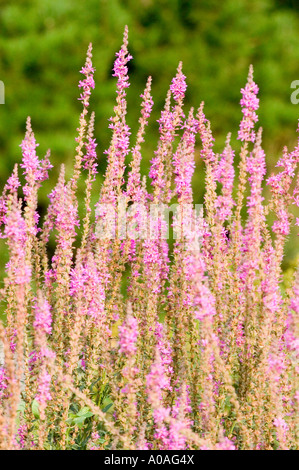 Fiori della famiglia Lythraceae che fioriscono in un denso ammasso su un morbido sfondo verde. Foto Stock