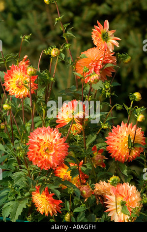 Vibranti fiori rossi e gialli di Dahlia Copernic che fioriscono in un giardino con foglie e gemme verdi. Splendido sfondo floreale estivo. Foto Stock