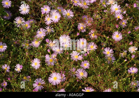 Molti fiori di colore rosa di folte aster Asteraceae Aster dumosus var Peter Harrison Foto Stock