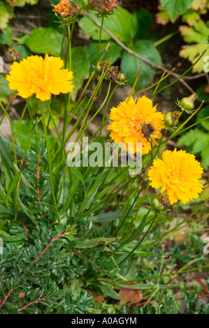 Fiori gialli di coreopsis calliopsis tickseed Coreopsis grandiflora var Sunray Foto Stock