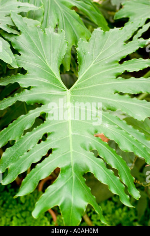 Grande foglia verde di Philodendron Araceae Philodendron selloum, una pianta tropicale del Brasile con fogliame profondamente lobato e bordi ondulati. Foto Stock