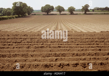 Appena piantato il campo di patate con lontani gli alberi di quercia Norfolk East Anglia England Regno Unito Foto Stock