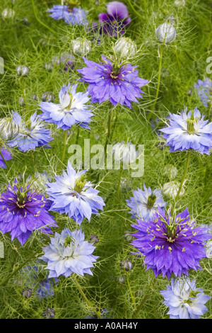 NIGELLA PAPILLOSA (amore in una nebbia) Foto Stock