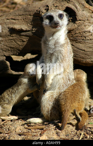 Meerkat e giovani, allo Zoo di Melbourne, Melbourne, Victoria, Australia Foto Stock