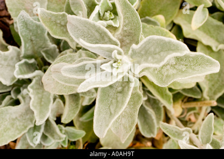 Argento Salvia Argentea Lippenblütler Salvia argentea Foto Stock