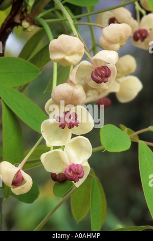 AKEBIA QUINATA fioriti color crema Foto Stock