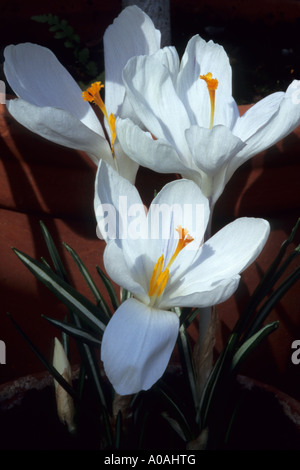 CROCUS VERNUS 'Jeanne D'ARC' Foto Stock