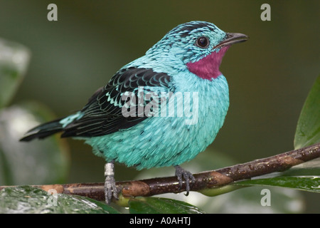 Maschio di lamas cotinga (cotinga cayana) Foto Stock