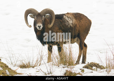 Un maschio Muflone Europeo (Ovis ammon musimon) in piedi nella neve Foto Stock