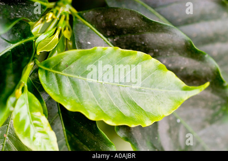 Primo piano di foglie verdi vibranti di caffè arabo (Coffea arabica), una specie della famiglia delle Rubiaceae, che mostra venature e consistenza dettagliate. Foto Stock