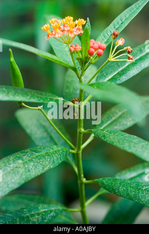 Cancerillo (Asclepias curassavica) con foglie verdi e cialda di semi, originario del Sud America. Foto Stock