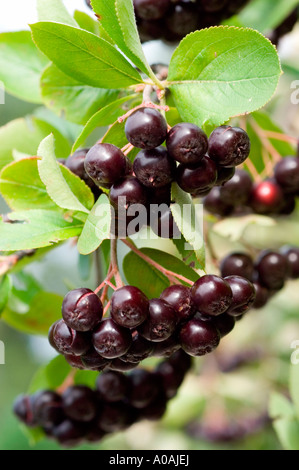Ammassi di cioccolato nero maturo (Aronia melanocarpa) che crescono su un ramo verde in Nord America. Famiglia delle Rosaceae. Foto Stock