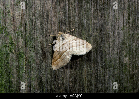 A strisce oblique moth phibalapteryx virgata a riposo sul palo da recinzione Kent REGNO UNITO Foto Stock