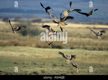 Red Kites Milvus milvus piccolo gruppo in lotta per il cibo il Galles Centrale Febbraio Foto Stock