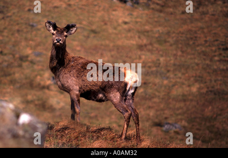 Wild Red Deer highlands scozzesi di guardare direttamente la fotocamera Foto Stock