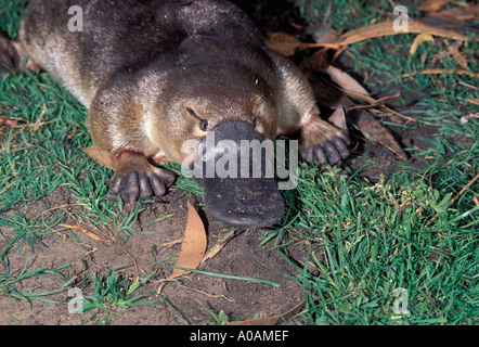 Platypus Ornithorhynchus anatinus Close up della testa Foto Stock