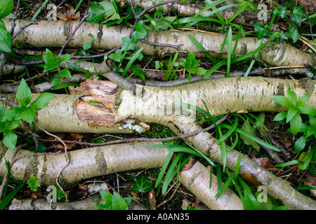 Marciume rami di alberi che giace a terra nel bosco Foto Stock