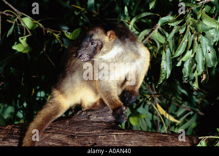 LUMHOLTZ S TREE KANGAROO Dendrolagus lumholtzi adulto North Queensland Australia Foto Stock