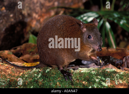 Muschiato Ratto canguro Hypsiprymnodon moschatus. Fotografato in eredità di mondo Wet Tropics Parco Nazionale, N Queensland, Australia Foto Stock