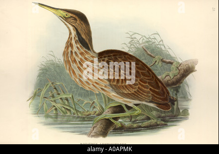 Botaurus lentiginosus American tarabuso Foto Stock