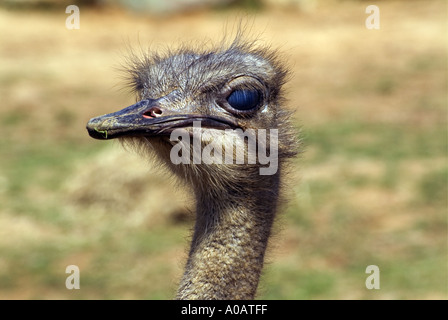 Testa di struzzo close up Foto Stock