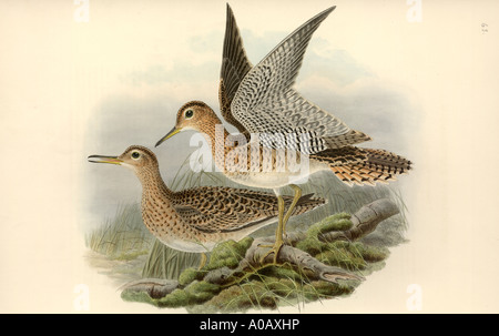 Bartramia longicauda upland sandpiper Foto Stock