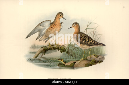 Tryngites subruficollis buff petto sandpiper Foto Stock