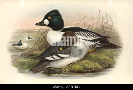 Bucephala clangula goldeneye comune Foto Stock