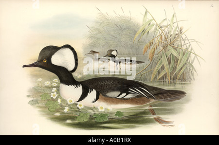 Lophodytes cucullatus hooded merganser Foto Stock