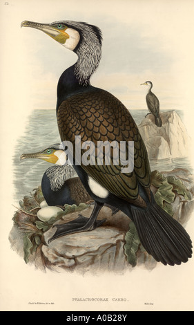 La sottospecie phalacrocorax carbo cormorano phalacrocorax carbo sinensis Foto Stock